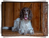 Pies, Springer spaniel angielski, Mordka, Jęzor