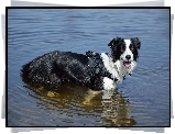 Pies, Border collie, Szelki, Woda