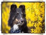 Pies, Owczarek szetlandzki, Kwiaty
