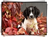 Springer spaniel angielski, Szczeniak, Liście