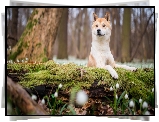 Shiba inu, Omszały, Pień