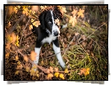 Szczeniak, Border collie, Listki, Trawa