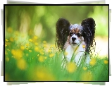 Pies, Spaniel kontynentalny Papillon, Trawa