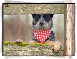 Pies, Australian Cattle Dog, Chustka, Deski