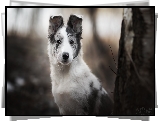 Pies, Border collie, Szczeniak