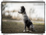 Pies, Siedzący, Szczeniak, Border collie