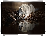 Pies, Leżący, Siberian husky, Woda, Odbicie
