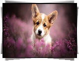 Szczeniak, Welsh corgi pembroke, Wrzosy, Spojrzenie