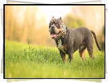 Pies, American Bully