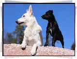 Dwa, Psy, Biały owczarek szwajcarski, Czarny, Pies,  Biały Owczarek Szwajcarski, Owczarek amerykańsko-kanadyjski