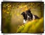 Pies, Czarno-biały, Border collie, Liście