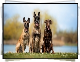 Psy, Dwa, Owczarki belgijskie Malinois, Brązowy, Doberman