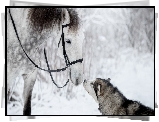 Koń, Pies, Siberian husky, Zima