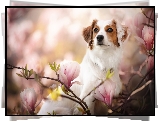 Płochacz holenderski, Kooikerhondje, Magnolia, Kwiaty