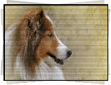 Pies, Owczarek szkocki długowłosy, Grafika