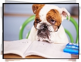 Pies, Buldog angielski, Okulary, Kalkulator, Książka