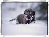 Pies, Szczeniak, Labrador retriever, Zima, Śnieg