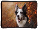 Pies, Border collie, Krzew, Jesienne, Listki, Gałązki