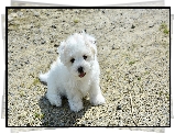 Biay, Pies, Szczeniak, Coton de Tulear