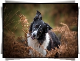 Biało-czarny, Pies, Border collie, Uschnięte, Paprocie