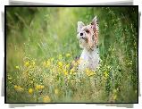 Pies, Yorkshire terrier, Żółte, Kwiaty