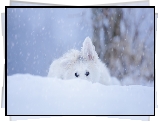 Pies, Szczeniak, Biały owczarek szwajcarski, Śnieg