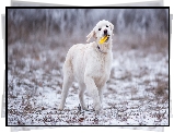 Szczeniak, Golden retriever, Zabawka, Śnieg