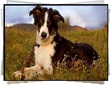 Pies, Border collie, Trawa, Patyk, Grafika