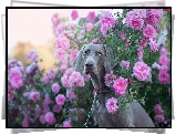Pies, Wyżeł weimarski, Kwiaty, Róże, Krzew