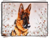 Pies, Owczarek niemiecki, Śnieg, Grafika