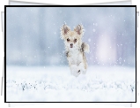 Pies, Chihuahua, Śnieg