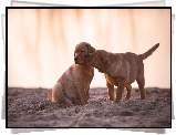 Szczeniaki, Golden retriever, Piasek