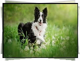 Pies, Czarno-biały, Border collie, Trawa, Dmuchawce