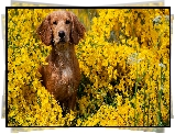 Pies, Żółte, Kwiaty