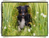 Leżący, Pies, Border collie, Zboże