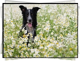 Pies, Border collie, Kwiaty, Rumianki