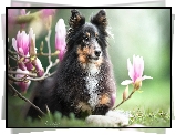 Pies, Owczarek szetlandzki, Kwiaty, Magnolie