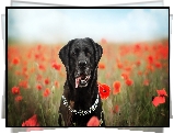 Pies, Labrador retriever, Obroża, Kwiaty, Maki