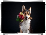 Pies, Welsh corgi pembroke, Bukiet, Kwiaty, Ciemne tło