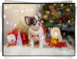 Pies, Chihuahua, Ubranko, Dekoracje, Świąteczne