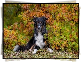 Pies, Border collie, Jesień, Krzew