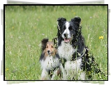 Dwa, Psy, Owczarek szetlandzki, Border collie, Trawa