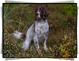 Pies, Biało-brązowy, Springer spaniel angielski