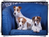 Trzy, Psy, Szczeniaki, Jack Russell terrier, Niebieska, Sofa