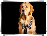 Pies, Golden retriever, Krawat, Kołnierzyk, Ciemne, Tło