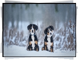 Dwa, Psy, Entlebucher, Zima