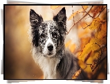 Pies, Border collie, Gałązki, Pożółkłe. Liście