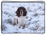 Pies, Biało-brązowy, Springer spaniel angielski, Śnieg