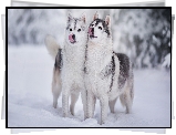 Dwa, Psy, Siberian husky, Zima, Śnieg