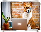 Pies, Welsh corgi pembroke, Okulary, Laptop, Śmieszne